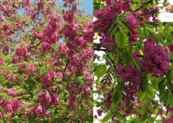 Robinia pseudoacacia Casque Rouge / Sötétrózsaszín virágú akác